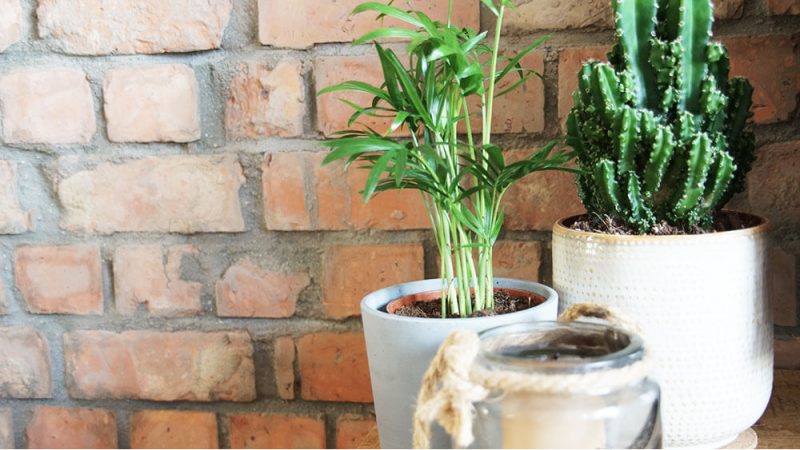 Bakstenen muur met kleine plant en cactus