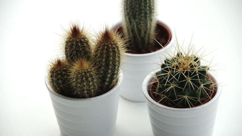 IKEA cactussen